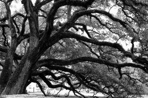 Under the Old Oak, photo by Kym Bloom